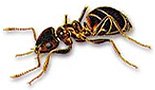 ants