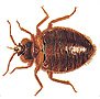 pest control goa